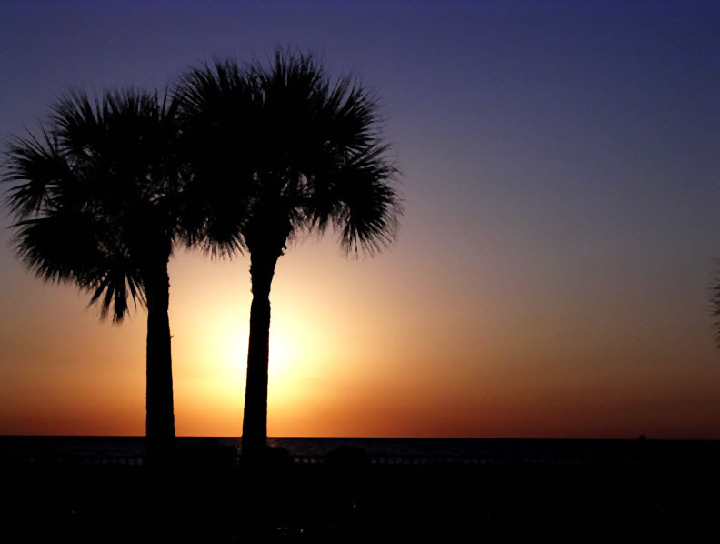 Beautiful sunset view with palm trees